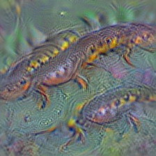 n01632458 spotted salamander, Ambystoma maculatum